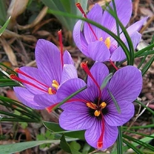 Saffron Bulbs (Pack of 1)